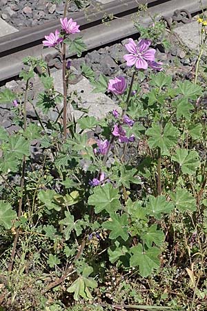 Malva sylvestris \ Wilde Malve, Gro�e K�sepappel / Common Mallow, D Mannheim 13.5.2021