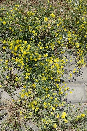 Medicago x varia, Bastard-Luzerne Medicago x varia, Bastard-Luzerne