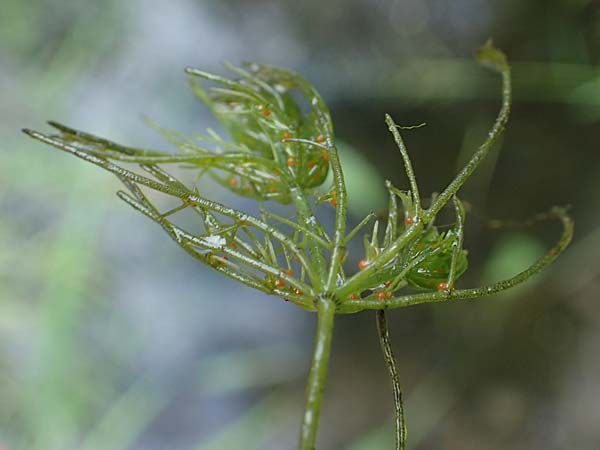 Myriophyllum spicatum \ �hriges Tausendblatt / Spiked Water Milfoil, D Th&uuml;ringen, Erfurt 13.6.2022