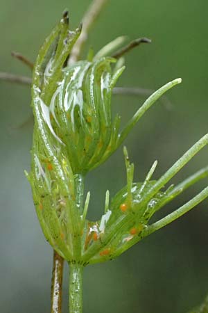 Myriophyllum spicatum \ �hriges Tausendblatt / Spiked Water Milfoil, D Th&uuml;ringen, Erfurt 13.6.2022