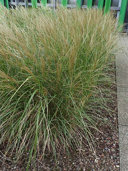 Miscanthus sinensis \ Chinaschilf, Elefanten-Gras / Chinese Silver Grass, Japanese Silver Grass, D Offenburg 3.9.2022