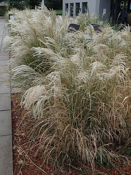 Miscanthus sinensis \ Chinaschilf, Elefanten-Gras / Chinese Silver Grass, Japanese Silver Grass, D Offenburg 3.9.2022