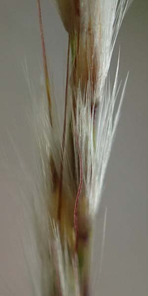 Miscanthus sinensis \ Chinaschilf, Elefanten-Gras / Chinese Silver Grass, Japanese Silver Grass, D Mannheim 16.9.2022