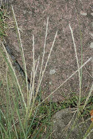 Miscanthus sinensis \ Chinaschilf, Elefanten-Gras / Chinese Silver Grass, Japanese Silver Grass, D Mannheim 16.9.2022