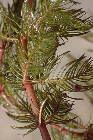 Myriophyllum spicatum \ �hriges Tausendblatt / Spiked Water Milfoil, D B&ouml;hl-Iggelheim 2.7.2023