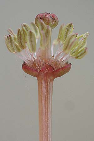 Myriophyllum spicatum \ �hriges Tausendblatt / Spiked Water Milfoil, D B&ouml;hl-Iggelheim 2.7.2023
