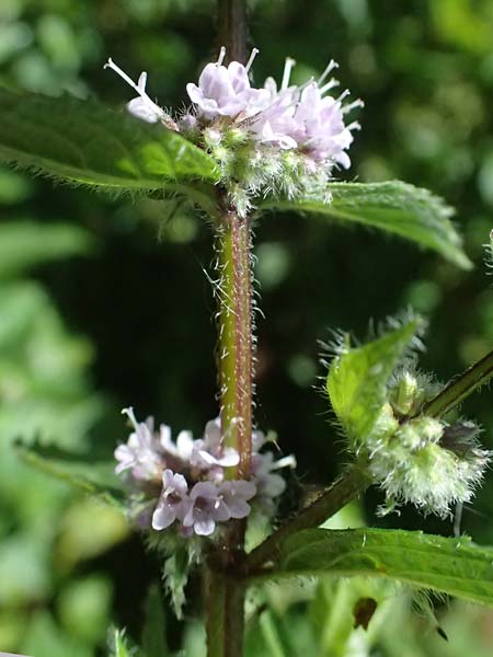 Mentha x smithiana \ Rote Minze / Smith's Mint, Red Mint, D Warstein 2.8.2023