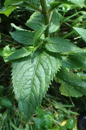 Mentha x smithiana \ Rote Minze / Smith's Mint, Red Mint, D Warstein 2.8.2023