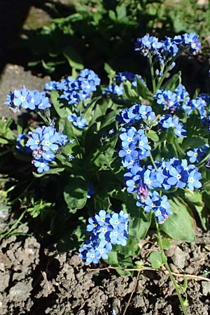 Myosotis sylvatica \ Wald-Vergissmeinnicht / Wood Forget-me-not, D Weinheim an der Bergstra&szlig;e 7.4.2025