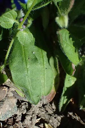 Myosotis sylvatica \ Wald-Vergissmeinnicht / Wood Forget-me-not, D Weinheim an der Bergstra&szlig;e 7.4.2025
