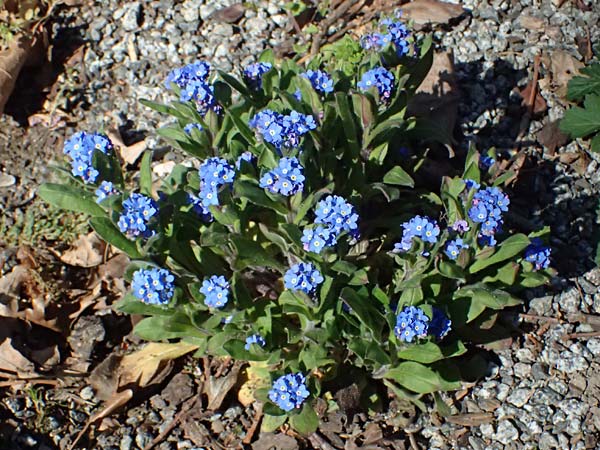 Myosotis sylvatica \ Wald-Vergissmeinnicht / Wood Forget-me-not, D Weinheim an der Bergstra&szlig;e 7.4.2025