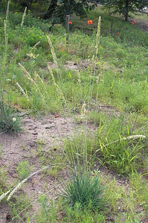 Melica transsilvanica \ Siebenb�rgen-Perlgras / Transsilvanian Melick, D Sandhausen 12.6.2010