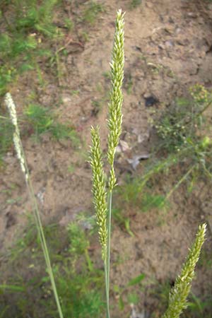 Melica transsilvanica \ Siebenb�rgen-Perlgras / Transsilvanian Melick, D Sandhausen 12.6.2010
