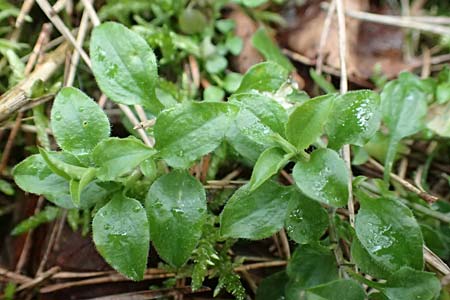 Moehringia trinervia \ Wald-Nabelmiere / Three-Nerved Sandwort, D Reilingen 19.2.2016