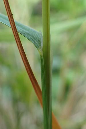 Melica transsilvanica \ Siebenb�rgen-Perlgras / Transsilvanian Melick, D Mannheim 9.6.2018