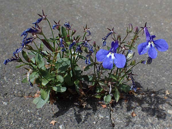Lobelia erinus \ M�nnertreu, Blaue Lobelie / Trailing Lobelia, D Essen 9.8.2021
