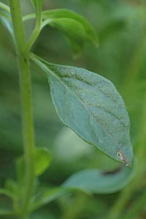 Micromeria thymifolia \ Balkan-Steinminze, Schein-Quendel / Thyme-Leaved Savory, D Weinheim an der Bergstra&szlig;e, Botan. Gar.  Hermannshof 9.10.2022