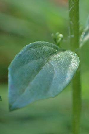 Micromeria thymifolia \ Balkan-Steinminze, Schein-Quendel / Thyme-Leaved Savory, D Weinheim an der Bergstra&szlig;e, Botan. Gar.  Hermannshof 9.10.2022
