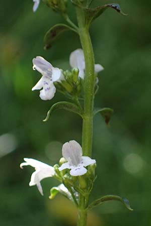 Micromeria thymifolia \ Balkan-Steinminze, Schein-Quendel / Thyme-Leaved Savory, D Weinheim an der Bergstra&szlig;e, Botan. Gar.  Hermannshof 9.10.2022