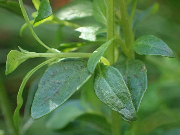 Micromeria thymifolia \ Balkan-Steinminze, Schein-Quendel / Thyme-Leaved Savory, D Weinheim an der Bergstra&szlig;e, Botan. Gar.  Hermannshof 9.10.2022
