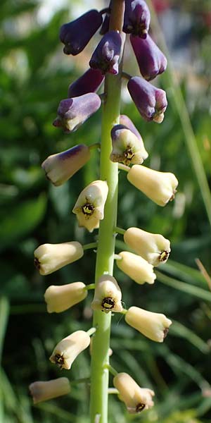 Muscari tenuiflorum \ Schmalbl�tige Traubenhyazinthe / Slender Grape Hyacinth, D  2.6.2023