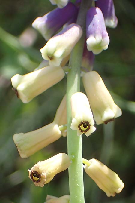 Muscari tenuiflorum \ Schmalbl�tige Traubenhyazinthe / Slender Grape Hyacinth, D Th&uuml;ringen, K&ouml;lleda 15.6.2023