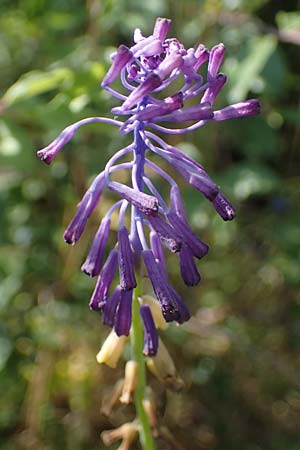 Muscari tenuiflorum \ Schmalbl�tige Traubenhyazinthe / Slender Grape Hyacinth, D Th&uuml;ringen, K&ouml;lleda 15.6.2023