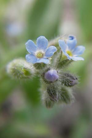 Myosotis arvensis subsp. umbrata \ Schatten-Vergissmeinnicht / Common Forget-me-not, D Ludwigshafen 4.7.2012