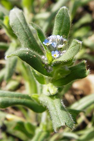 Myosotis arvensis subsp. umbrata \ Schatten-Vergissmeinnicht / Common Forget-me-not, D Mannheim 28.4.2015