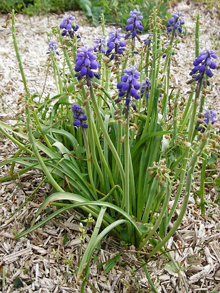 Muscari armeniacum \ Armenische Traubenhyazinthe / Armenian Grape Hyacinth, D &Ouml;stringen-Eichelberg 5.5.2015