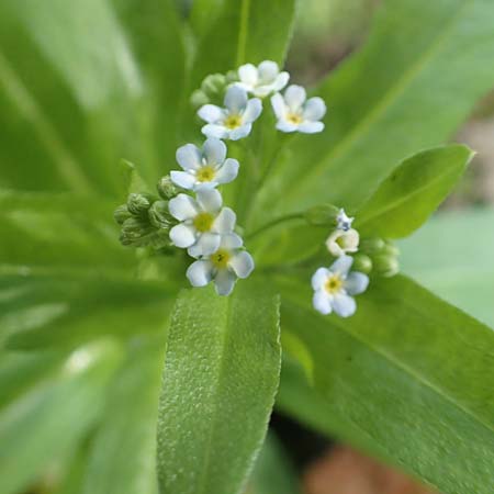 Myosotis scorpioides agg. \ Sumpf-Vergissmeinnicht / Water Forget-me-not, D Kaiserslautern 19.8.2020