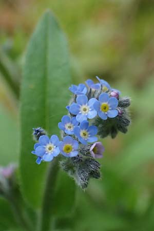 Myosotis arvensis subsp. umbrata \ Schatten-Vergissmeinnicht / Common Forget-me-not, D H&ouml;pfingen 20.5.2023