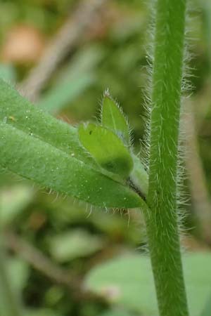Myosotis arvensis subsp. umbrata \ Schatten-Vergissmeinnicht / Common Forget-me-not, D H&ouml;pfingen 20.5.2023