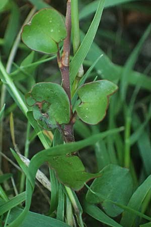 Muehlenbeckia complexa / Necklace Vine, D Duisburg 19.6.2025