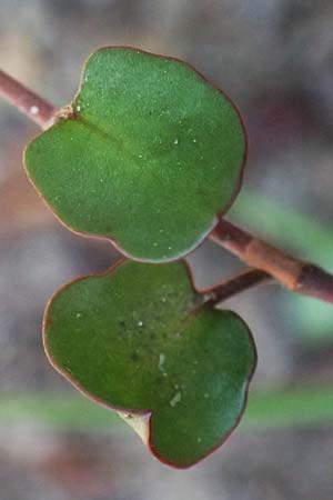 Muehlenbeckia complexa / Necklace Vine, D Duisburg 19.6.2025