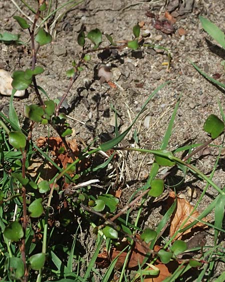 Muehlenbeckia complexa / Necklace Vine, D Duisburg 19.6.2025