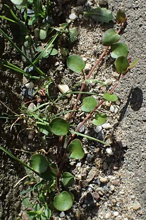 Muehlenbeckia complexa / Necklace Vine, D Duisburg 19.6.2025