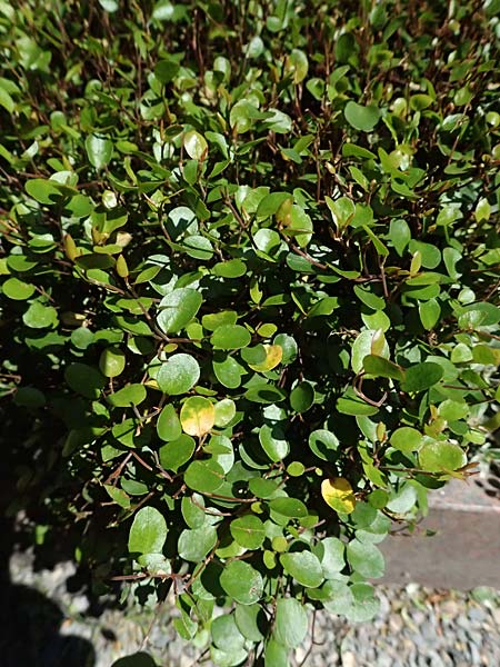 Muehlenbeckia complexa / Necklace Vine, D Duisburg 20.6.2025