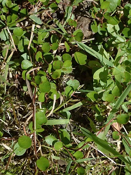 Muehlenbeckia complexa / Necklace Vine, D Duisburg 20.6.2025