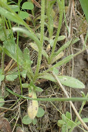 Myosotis discolor \ Buntes Vergissmeinnicht, Gelbes Vergissmeinnicht / Changing Forget-me-not, D Ottorfszell 13.5.2018