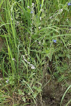 Myosotis discolor \ Buntes Vergissmeinnicht, Gelbes Vergissmeinnicht / Changing Forget-me-not, D Ottorfszell 13.5.2018