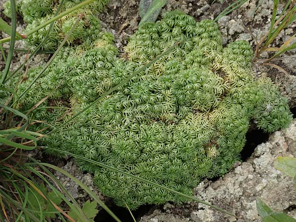 Myriophyllum aquaticum \ Brasilianisches Tausendblatt, Papageienfeder / Parrot Feather Water Milfoil, D Celle 24.8.2018