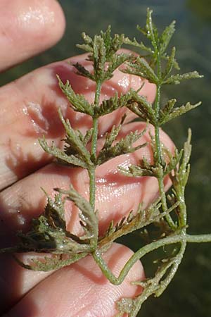 Myriophyllum verticillatum \ Quirlbl�tiges Tausendblatt / Whorled Water Milfoil, D Kaiserstuhl,  Burkheim 1.6.2021