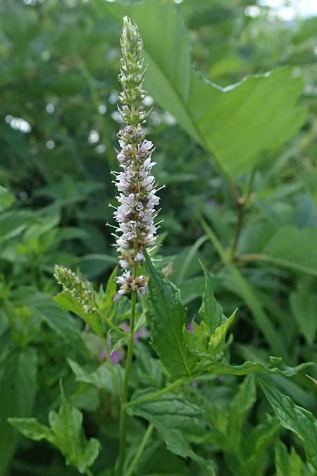 Mentha spicata \ Gr�ne Minze, �hrige Minze / Spear-Mint, D Trennfurt 30.8.2025