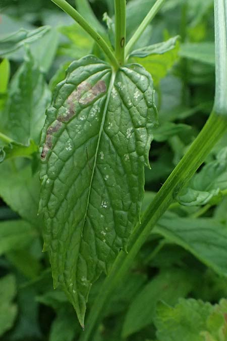 Mentha spicata \ Gr�ne Minze, �hrige Minze / Spear-Mint, D Trennfurt 30.8.2025