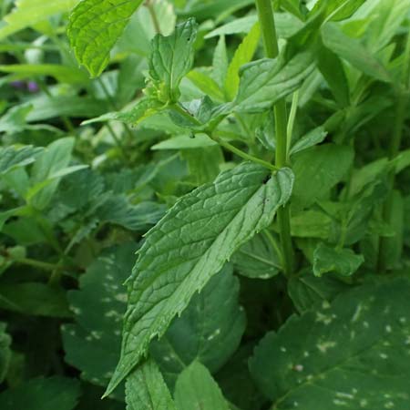 Mentha spicata \ Gr�ne Minze, �hrige Minze / Spear-Mint, D Trennfurt 30.8.2025