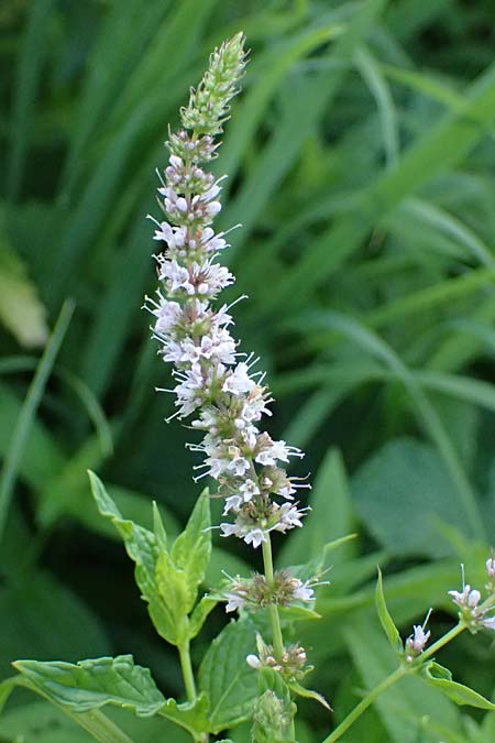 Mentha spicata \ Gr�ne Minze, �hrige Minze / Spear-Mint, D Trennfurt 30.8.2025