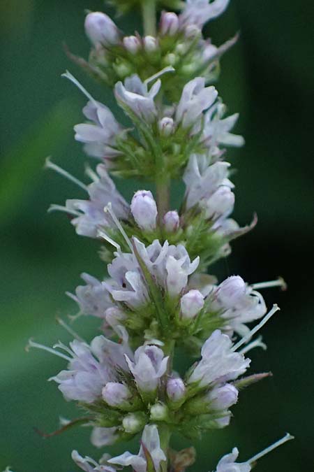 Mentha spicata \ Gr�ne Minze, �hrige Minze / Spear-Mint, D Trennfurt 30.8.2025