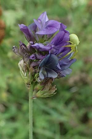 Medicago x varia \ Bastard-Luzerne / Sand Lucerne, D Trennfurt 30.8.2025