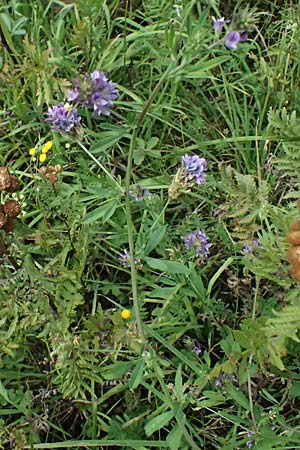 Medicago x varia \ Bastard-Luzerne / Sand Lucerne, D Trennfurt 30.8.2025